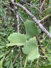 Cissus rotundifolia rotundifolia