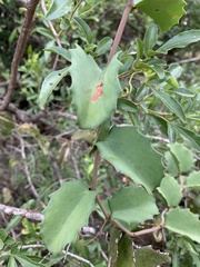 Cissus rotundifolia rotundifolia
