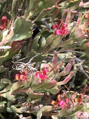 Adenanthos cuneatus