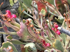 Adenanthos cuneatus