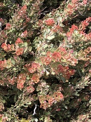 Adenanthos cuneatus