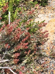 Adenanthos cuneatus