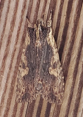 Lithophane hemina