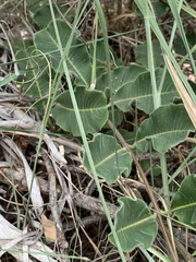 Raphionacme procumbens