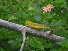 Valanga nigricornis lombokensis
