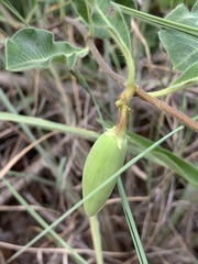 Raphionacme procumbens
