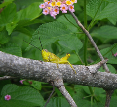 Valanga nigricornis lombokensis