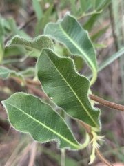Raphionacme procumbens