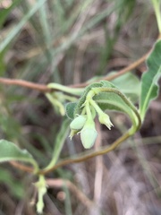 Raphionacme procumbens