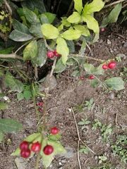 Rauvolfia
