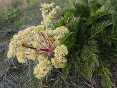 Aciphylla glacialis