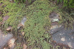 Micraira subulifolia