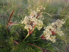 Aciphylla glacialis