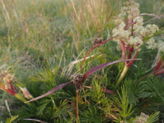 Aciphylla glacialis