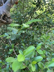 Erythroxylum emarginatum