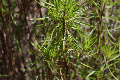 Image of Darwiniothamnus tenuifolius by no rights reserved