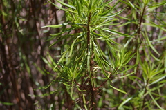 Darwiniothamnus tenuifolius