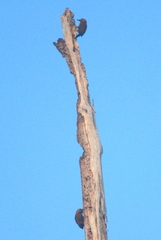 Micropternus brachyurus