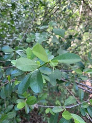 Erythroxylum emarginatum