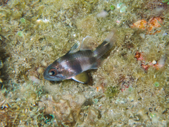 Apogonichthyoides timorensis