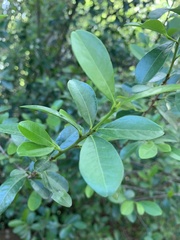 Erythroxylum emarginatum