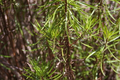 Darwiniothamnus tenuifolius