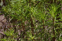 Darwiniothamnus tenuifolius