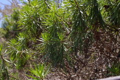 Darwiniothamnus tenuifolius