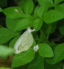 Leptosia nina