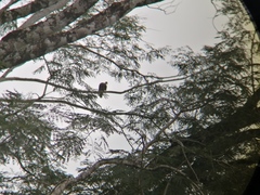 Patagioenas