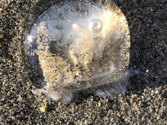 Polyorchis penicillatus