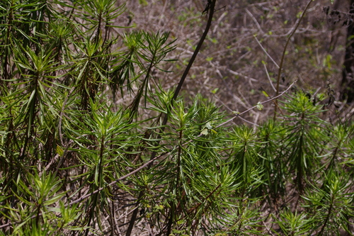 Image of Darwiniothamnus tenuifolius by no rights reserved
