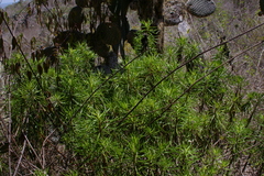 Darwiniothamnus tenuifolius