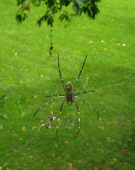 Nephila vitiana