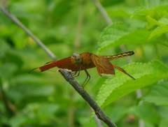 Neurothemis terminata