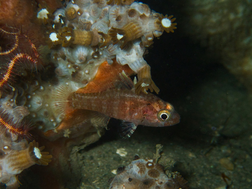 Mottled cardinalfish (Fowleria vaiulae) — Apogonidae — 3