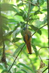 Harpactes orrhophaeus