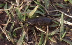 Sphenophorus rusticus
