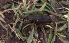 Sphenophorus rusticus