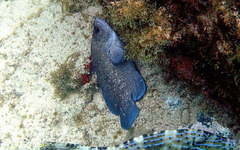 Rypticus saponaceus