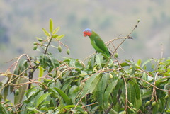 Geoffroyus geoffroyi