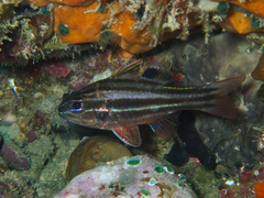 Ninestripe Cardinal photo 2