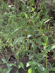 Leucas glabrata glabrata