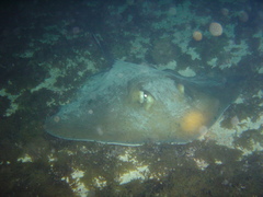 Hypanus berthalutzae