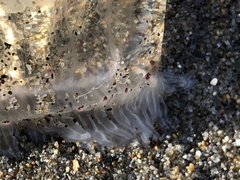 Polyorchis penicillatus