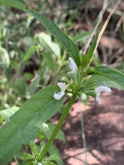 Leucas glabrata glabrata