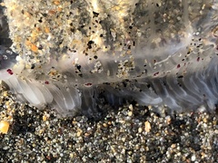 Polyorchis penicillatus