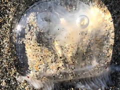 Polyorchis penicillatus
