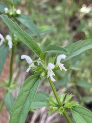 Leucas glabrata glabrata