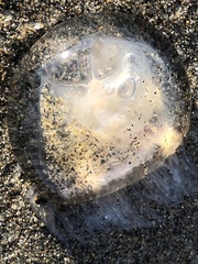 Polyorchis penicillatus